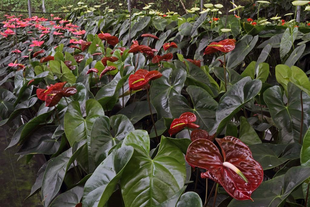 Finca Hamburgo La Ruta Del Cafe Tuzantan Exteriér fotografie